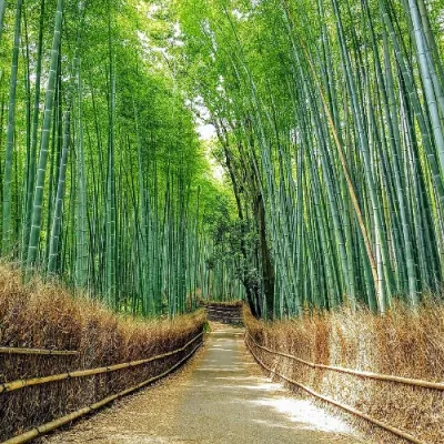 Yes, it’s touristy—but still worth it. Walking through towering bamboo is surreal, especially early morning before the crowds. Pair it with nearby temples and river views for a full Arashiyama day.
