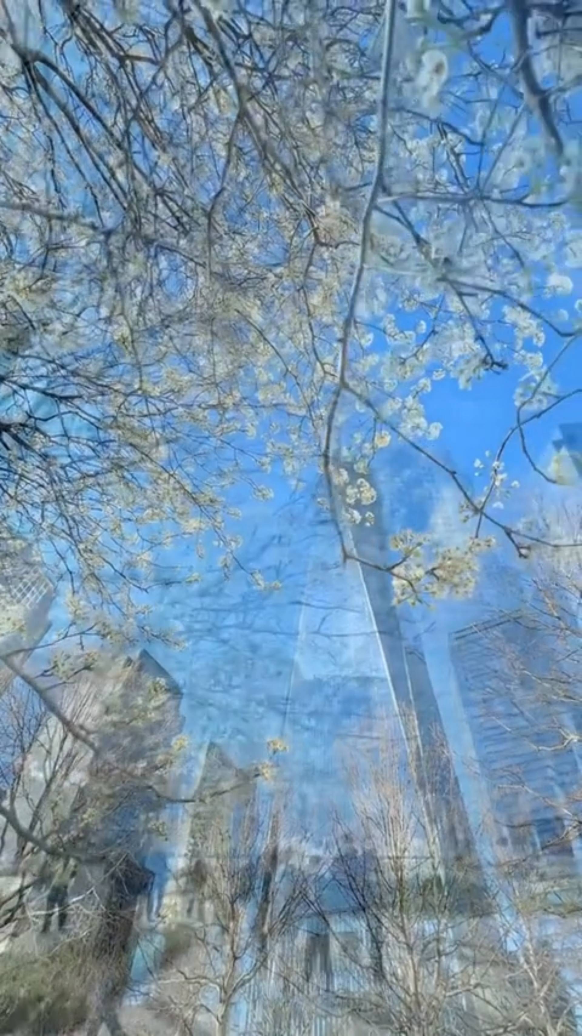 The Survivor Tree is a poignant symbol of resilience and strength located at the 9/11 Memorial. This Callery pear tree was one of the few living things to survive the destruction of the World Trade Center on September 11, 2001. After being nurtured back to health, it now stands as a symbol of hope and renewal amidst the memorial park. Visiting this site provides a reflective space to honor those lost and to appreciate the resilience of human spirit. It's a must-see for anyone wanting to engage with the history of that day.