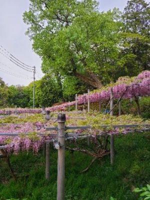 Achi Wisteria is a captivating spot in Kurashiki, famed for its stunning displays of flowering wisteria, particularly beautiful in spring. Visiting this tranquil garden allows you to stroll among the vibrant blooms and take stunning photographs. The atmosphere is peaceful, making it a perfect retreat from the city's bustle. Don't miss out on this natural wonder!