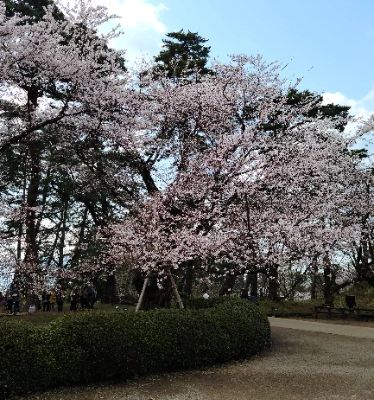 Hirosaki Castle, surrounded by stunning parklands and famous for its cherry blossoms, is a must-see. Explore its historical significance and picturesque surroundings which attract countless visitors, especially during sakura season. Don't miss the chance to stroll through the castle's park and enjoy breathtaking views and photo opportunities.