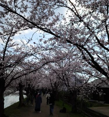 Hirosaki Castle, surrounded by stunning parklands and famous for its cherry blossoms, is a must-see. Explore its historical significance and picturesque surroundings which attract countless visitors, especially during sakura season. Don't miss the chance to stroll through the castle's park and enjoy breathtaking views and photo opportunities.
