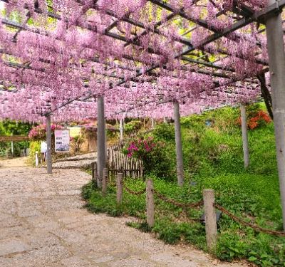 Visiting Achi Wisteria is like stepping into a fairytale during the blooming season. The vibrant purple flowers drape gracefully over trellises, creating an enchanting atmosphere perfect for photography. Locals and tourists alike rave about the serene ambiance, making it a peaceful retreat in Kurashiki that you shouldn’t miss!