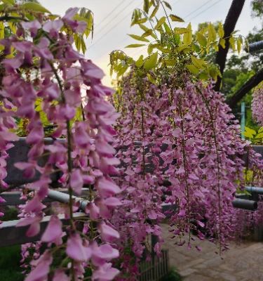 Visiting Achi Wisteria is like stepping into a fairytale during the blooming season. The vibrant purple flowers drape gracefully over trellises, creating an enchanting atmosphere perfect for photography. Locals and tourists alike rave about the serene ambiance, making it a peaceful retreat in Kurashiki that you shouldn’t miss!