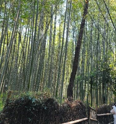 The Arashiyama Bamboo Forest is a magical, otherworldly experience you'll never forget. Walking through the thick canopy of bamboo stalks towering high above creates a soothing atmosphere perfect for contemplation or photography. Don't miss the chance to explore nearby attractions like the Iwatayama Monkey Park or the picturesque Togetsukyo Bridge!