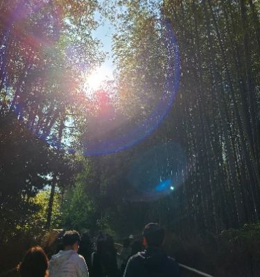 The Arashiyama Bamboo Forest is a magical, otherworldly experience you'll never forget. Walking through the thick canopy of bamboo stalks towering high above creates a soothing atmosphere perfect for contemplation or photography. Don't miss the chance to explore nearby attractions like the Iwatayama Monkey Park or the picturesque Togetsukyo Bridge!